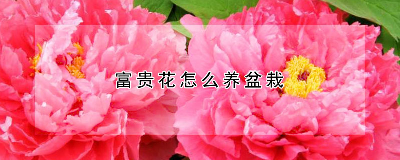 富贵花怎么养盆栽 富贵花怎么养盆栽图片