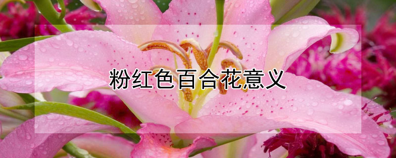 粉红色百合花意义（粉红色百合花意义及象征）