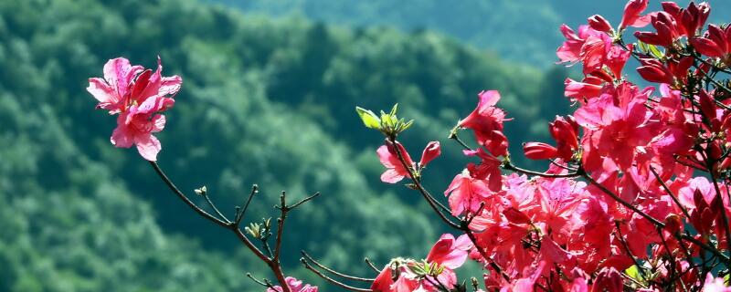 杜鹃花寓意（杜鹃花寓意是什么意思）