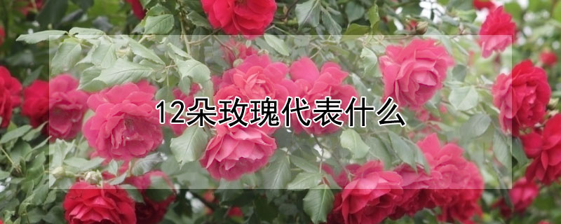 12朵玫瑰代表什么 12朵玫瑰代表什么意思送老师毕业