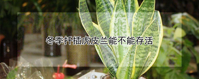 冬季扦插虎皮兰能不能存活 冬季扦插虎皮兰能不能存活呢
