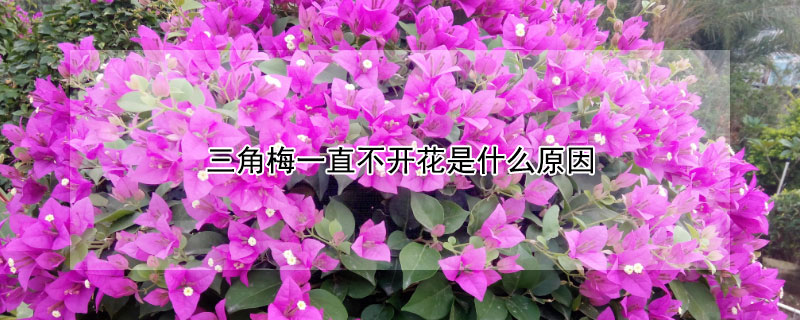 三角梅一直不开花是什么原因（三角梅一直不开花是什么原因造成的）