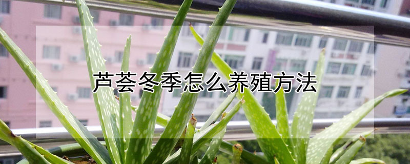 芦荟冬季怎么养殖方法 芦荟冬季养殖方法和注意事项