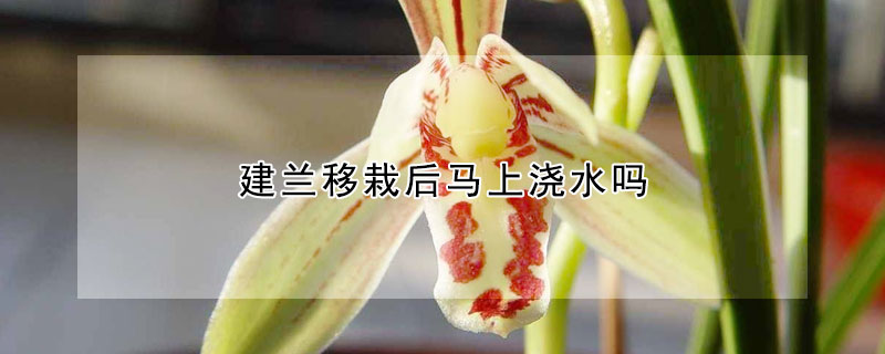 建兰移栽后马上浇水吗 建兰什么时候移盆