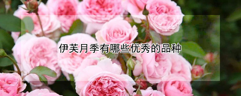 伊芙月季有哪些优秀的品种 伊芙月季的优缺点