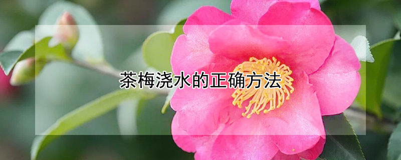 茶梅浇水的正确方法（茶梅浇水的正确方法图片）