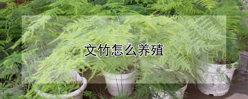 文竹怎么养殖 文竹怎么养殖方法和注意事项视频
