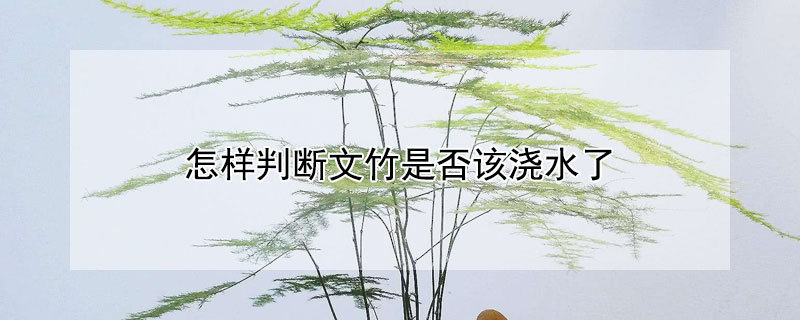 怎样判断文竹是否该浇水了（怎么判断文竹有没有服盆）