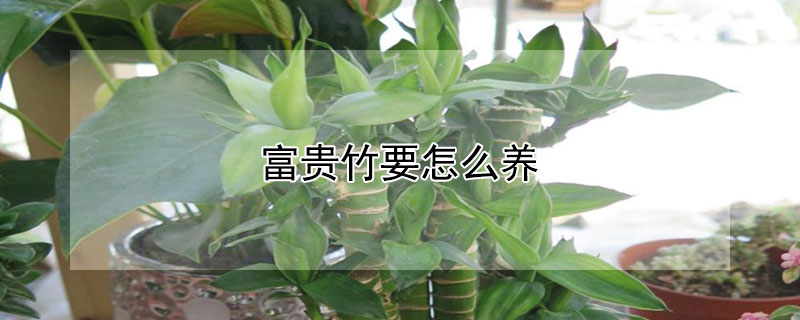 富贵竹要怎么养 富贵竹要怎么养才好