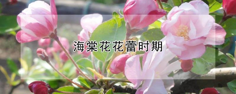 海棠花花蕾时期 海棠花花蕾时期图片大全