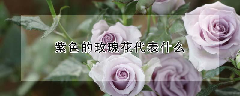 紫色的玫瑰花代表什么（紫玫瑰送什么人合适）