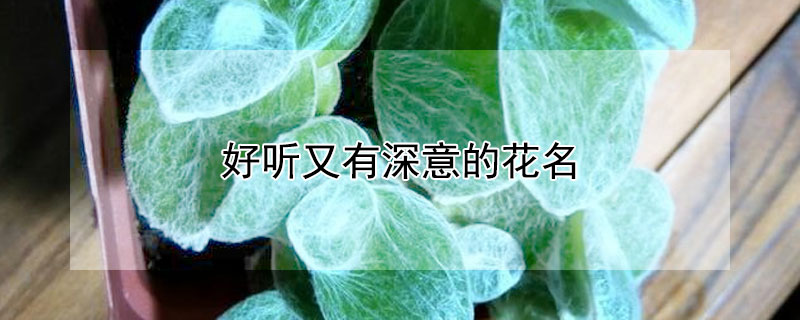 好听又有深意的花名 好听又有深意的花名两个字无四声