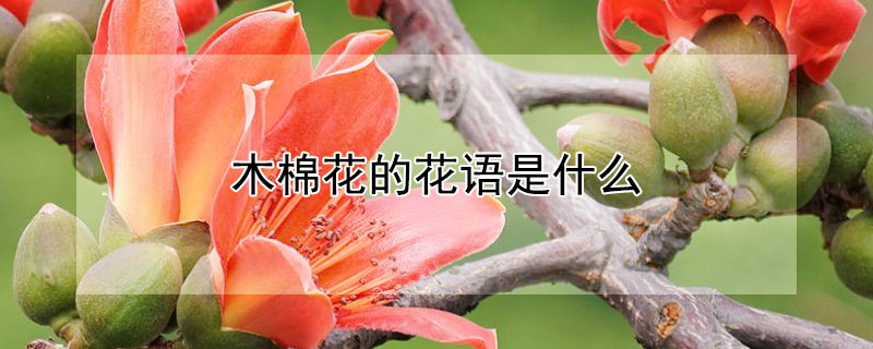 木棉花的花语是什么（木棉花的花语是什么珍惜眼前人吗）