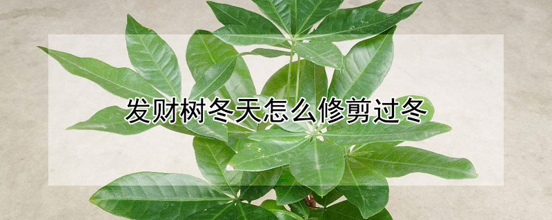 发财树冬天怎么修剪过冬 发财树冬天怎么修剪枝叶