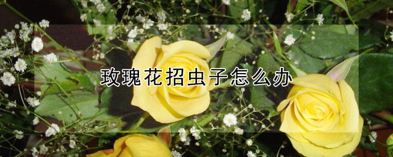 玫瑰花招虫子怎么办 玫瑰花招小虫子了,怎么办