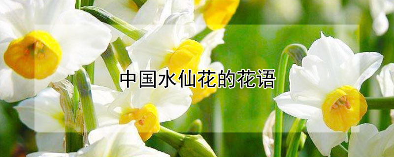 中国水仙花的花语 水仙花为中国十大名花,有( 寓意