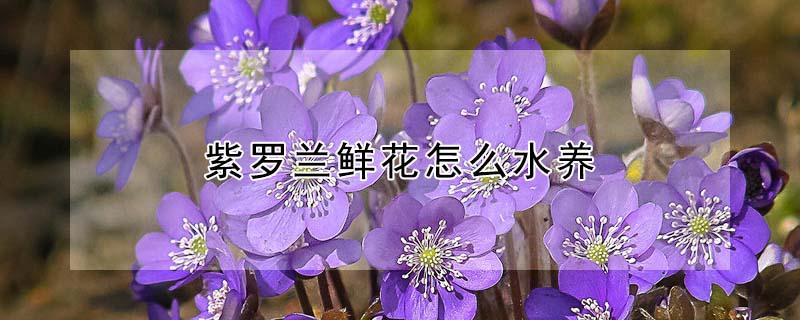 紫罗兰鲜花怎么水养（紫罗兰鲜花怎么水养好看）