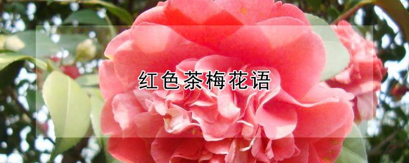 红色茶梅花语 红色茶花的花语是什么