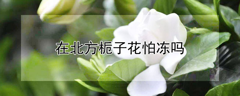 在北方栀子花怕冻吗 栀子花在北方冬天怎么养