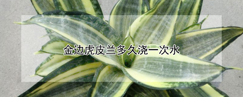 金边虎皮兰多久浇一次水 虎皮兰的风水大忌属相