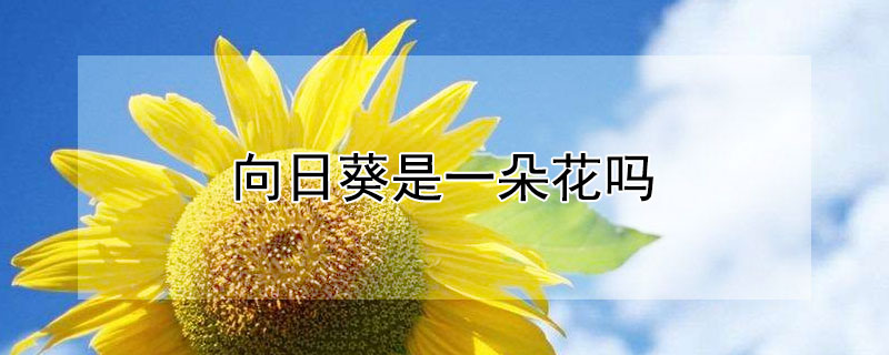 向日葵是一朵花吗 向日葵是一朵花吗喂