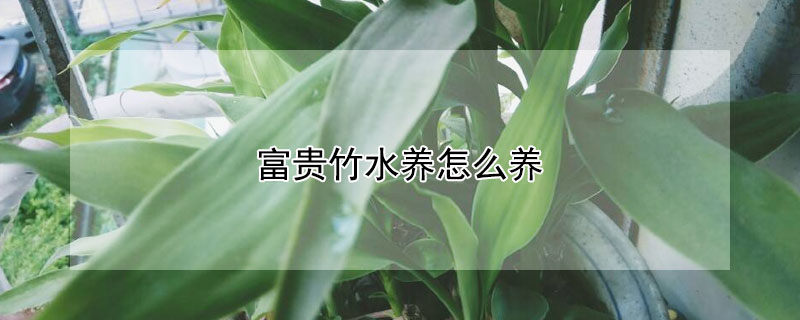 富贵竹水养怎么养 富贵竹水养怎么养才能更旺盛