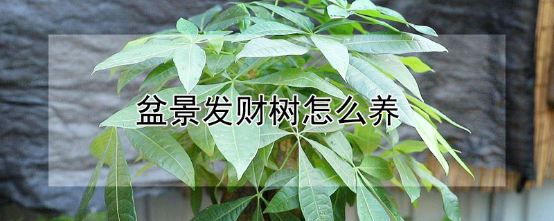 盆景发财树怎么养 盆景发财树怎么养护和管理