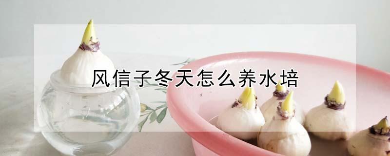 风信子冬天怎么养水培 风信子冬季适合水培还是土培