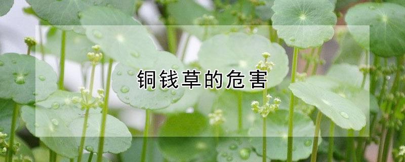 铜钱草的危害 铜钱草旺什么生肖