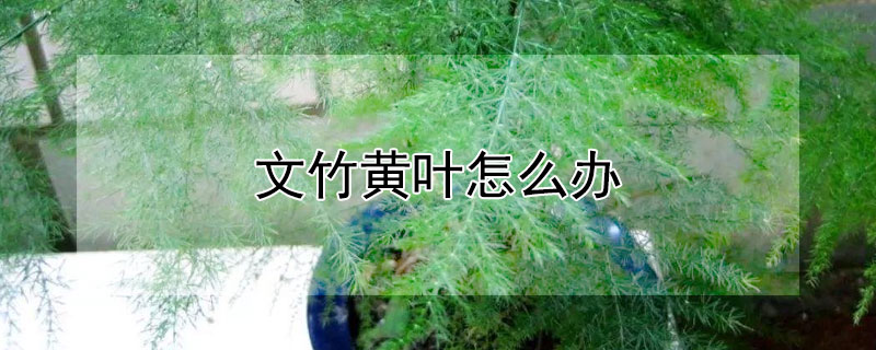 文竹黄叶怎么办（文竹黄叶怎么办小妙招）