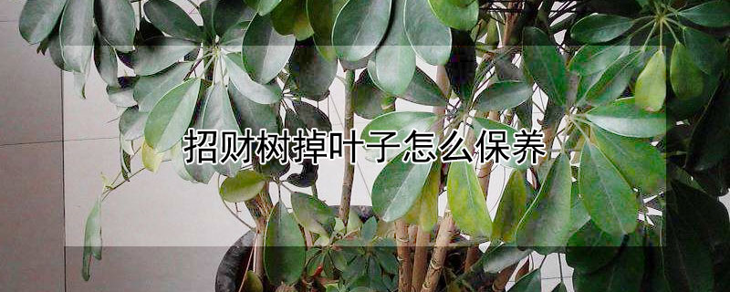 招财树掉叶子怎么保养 招财树掉叶子怎么保养好