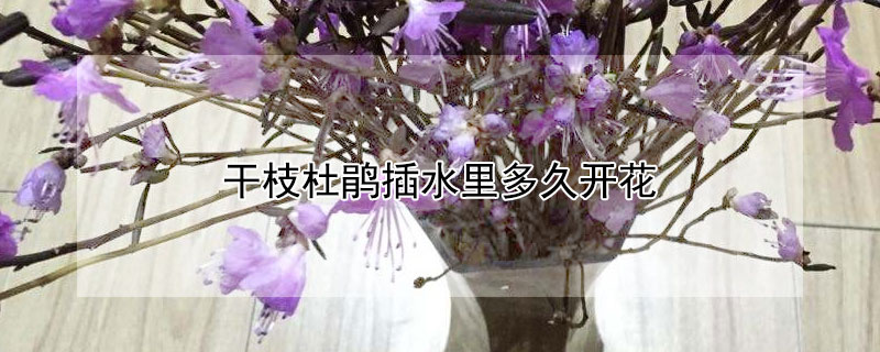 干枝杜鹃插水里多久开花 干枝杜鹃插水里多久开花一次