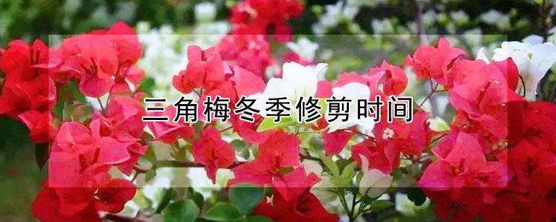 三角梅冬季修剪时间（三角梅冬季修剪时间和方法）