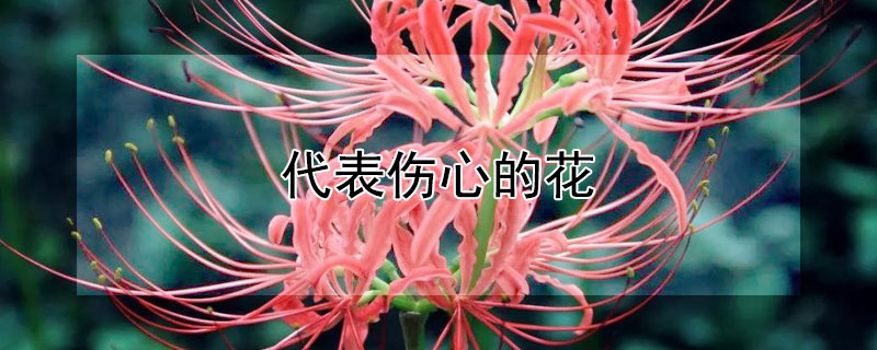 代表伤心的花（代表伤心的花语）