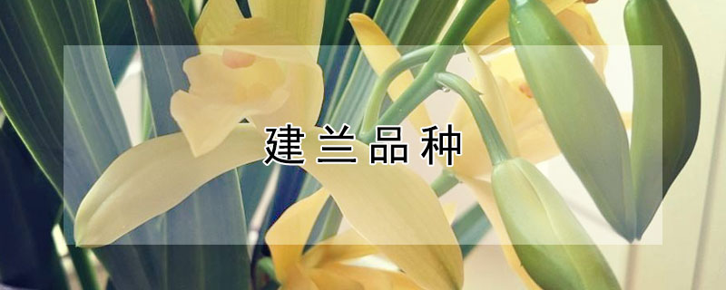 建兰品种 建兰品种一览表大全