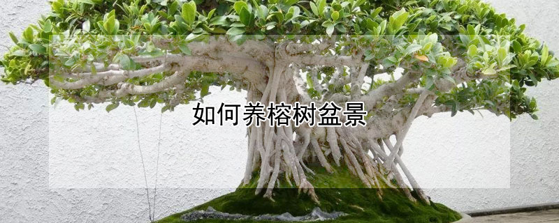 如何养榕树盆景 如何养榕树盆景视频