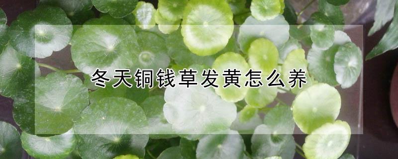 冬天铜钱草发黄怎么养（铜钱草冬天叶子黄了怎么办）