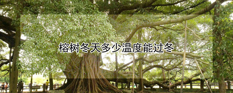 榕树冬天多少温度能过冬 榕树冬天多少度合适