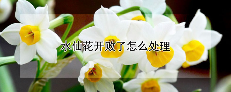 水仙花开败了怎么处理（水仙花开败了怎么处理最好）