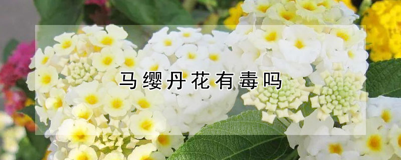 马缨丹花有毒吗 马缨丹花有毒吗能吃吗
