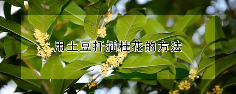 用土豆扦插桂花的方法（土豆扦插桂花的方法视频）