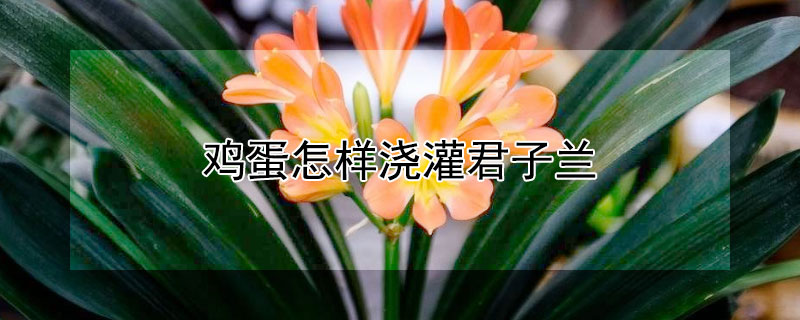 鸡蛋怎样浇灌君子兰 鸡蛋怎样浇灌君子兰花