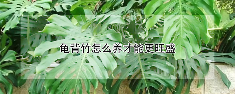 龟背竹怎么养才能更旺盛 龟背竹怎么养才能更旺盛水培