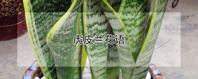 虎皮兰花语 虎皮兰花语是什么意思