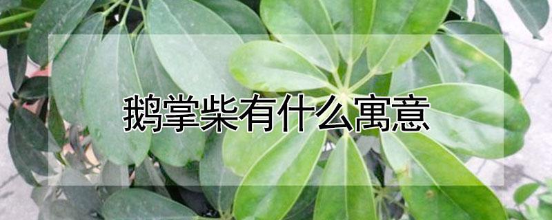 鹅掌柴有什么寓意 鹅掌柴有什么寓意和象征