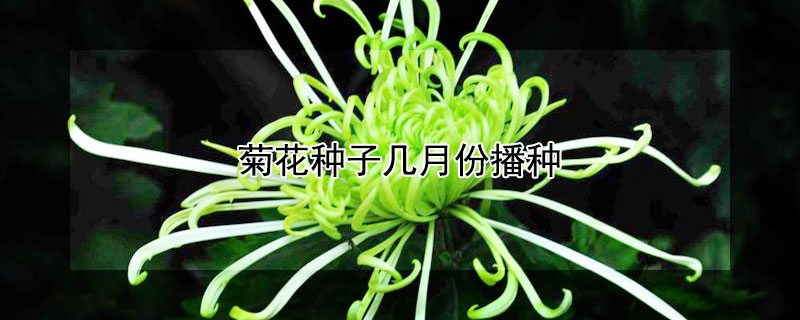 菊花种子几月份播种 菊花种子什么时候采收