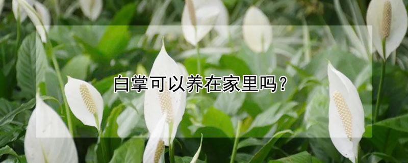 白掌可以养在家里吗（白掌可以养在家里吗有毒吗）