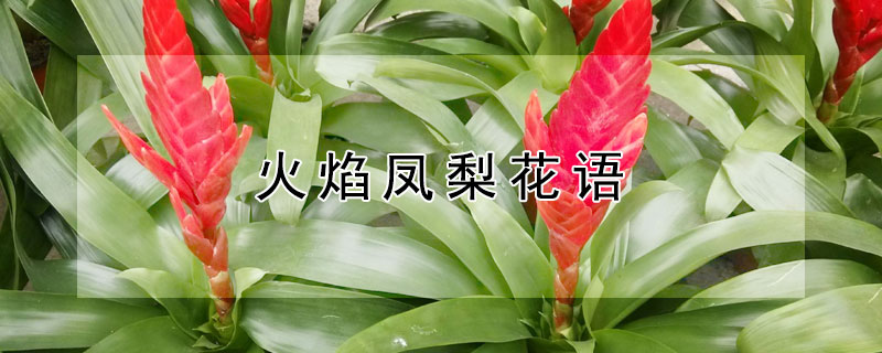 火焰凤梨花语 火焰凤梨花怎么养