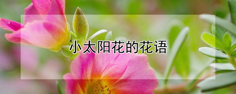 小太阳花的花语 小太阳花的花语是什么
