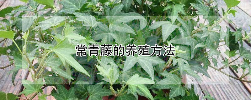 常青藤的养殖方法（常青藤的养殖方法和注意事项有）